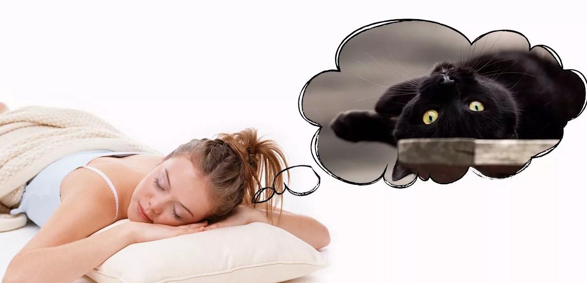 к чему снится кошка