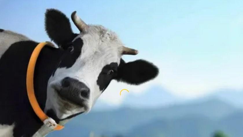 Что означает видеть корову во сне: толкование сна по сонникам
