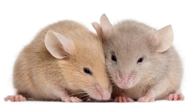 Что означает видеть во сне мышей: толкование сна по сонникам