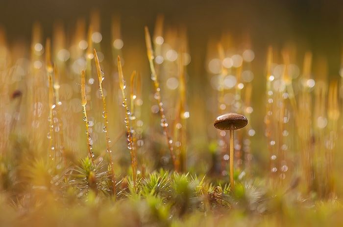 Что означает видеть во сне грибы: толкование сна по сонникам