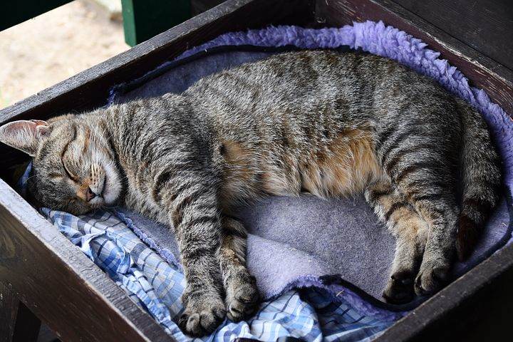 Что означает видеть во сне кошку: толкование сна по сонникам