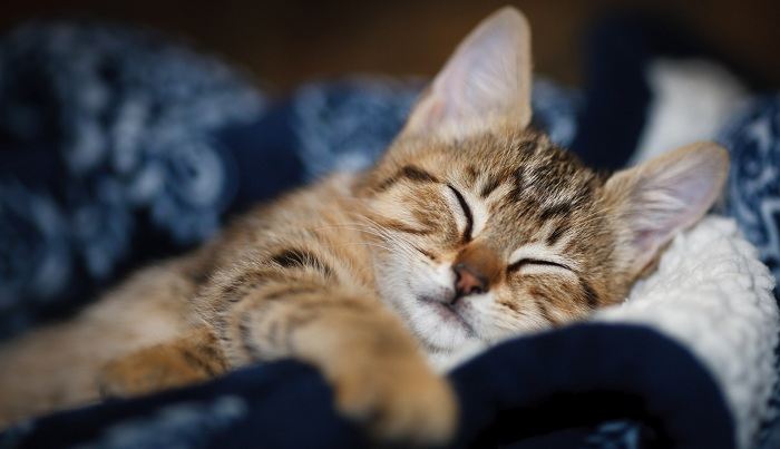 Что означает видеть во сне котят: толкование сна по сонникам