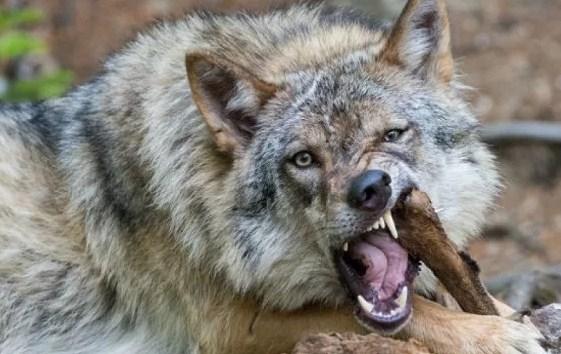 Что означает видеть волка во сне: толкование сна по сонникам