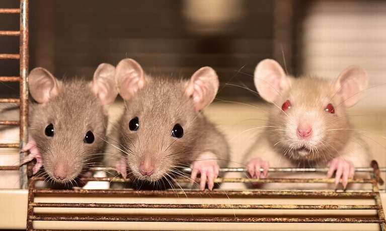 К чему снится крыса: толкование по сонникам