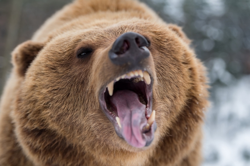 К чему снится медведь: толкование в разных сонниках