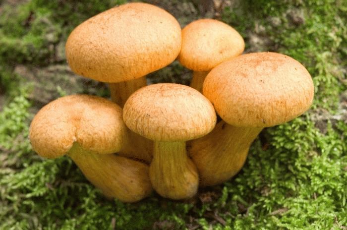 К чему снятся грибы: толкование снов