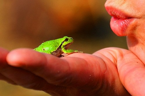 О чем мечтают лягушки: Толкование в различных сонниках