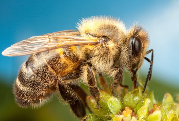 К чему снятся пчелы: толкование по сонникам