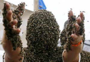К чему снятся пчелы: толкование по сонникам
