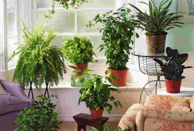Уход за комнатными растениями