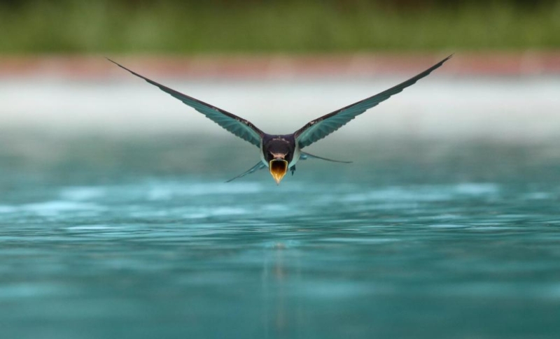 Почему ласточки летают слишком низко: Толкование предзнаменований