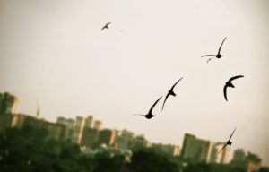 Почему ласточки летают слишком низко: Толкование предзнаменований