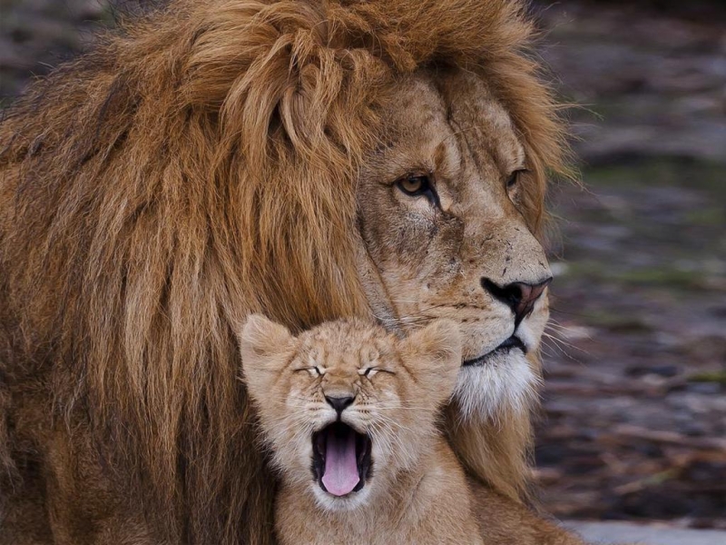 К чему снится лев для женщины: толкование по сонникам