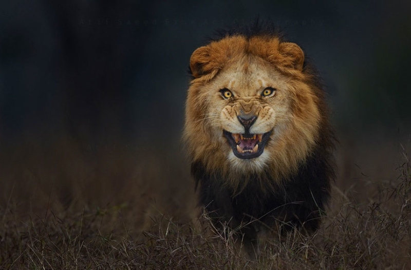 К чему снится лев для женщины: толкование по сонникам