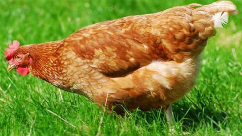К чему снится живая красная курица: толкование по сонникам